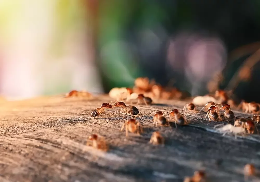 Termites that could be eliminated with commercial pest control Kent.